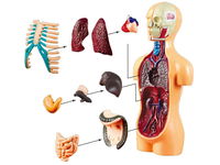 DLA DZIECI  ZESTAW EDUKACYJNY MODEL ANATOMICZNY