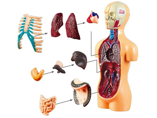 DLA DZIECI  ZESTAW EDUKACYJNY MODEL ANATOMICZNY