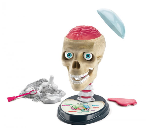 DLA DZIECI PRAKTYCZNY PRZEWODNIK PO ANATOMII