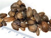 Karaczan argentyński Blaptica dubia MAŁY długość 1-2 cm, 100 sztuk