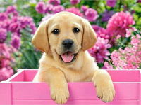 Haft Diamentowy Mozaika Diamentowa Diamond Painting Labrador Pies 40X30Cm