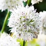 Allium Gracefull Czosnek 'Gracefull' 5 SZT.