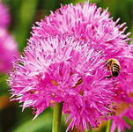 Allium carolinianum Czosnek carolinianum 5 SZT.