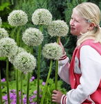 Allium Mont Blanc Czosnek 'Mont Blanc'