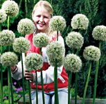 Allium White Giant Czosnek 'White Giant'