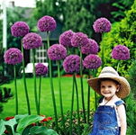 Allium Mars Czosnek 'Mars'