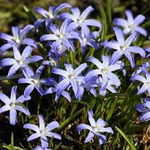 Chionodoxa luciliae Violet Beauty Śnieżnik lśniący 'Violet Beauty' 5SZT.