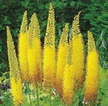 Eremurus bungei Pustynnik himalajski