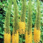 Eremurus Pinokkio Pustynnik 'Pinokkio'