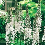 Eremurus White Beauty Favourite Pustynnik 'White Beauty Favourite'