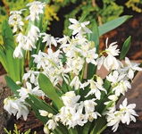 Scilla sibirica white Cebulica Syberyjska White 5 SZT.