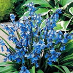 Scilla campanulata Cebulica hiszpańska niebieska 5 SZT,