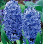 Hyacinthus Hiacynt Niebieski 5 SZT,