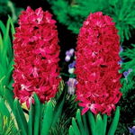 Hyacinthus Hiacynt Czerwony 5 SZT.