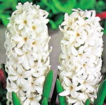 Hyacinthus Hiacynt Biały 5SZT.