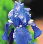 Iris germanica Kosaciec bródkowy niebieski