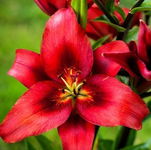 Lilium red Lilia czerwona 5SZT.