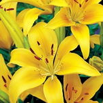 Lilium yellow Lilia żółta 5SZT.