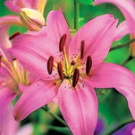 Lilium pink Lilia różowa 5SZT.