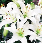 Lilium white Lilia biała 5SZT.