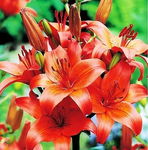 Lilium orange Lilia pomarańczowa 5SZT,