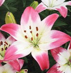 Lilium Lollypop Lilia 'Lollypop' 5SZT.