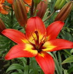 Lilium Linda Lilia 'Linda' 5SZT,