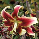 Lilium Tribal Dance Lilia 'Tribal Dance' 5SZT.