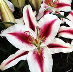 Lilium Hachi Lilia 'Hachi' 5 SZT,