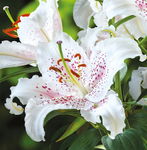 Lilium Muscadet Lilia 'Muscadet' 5SZT.