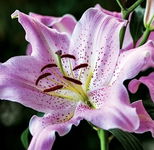 Lilium Josephine Lilia 'Josephine' 5SZT.