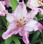 Lilium Brasilia Lilia 'Brasilia' 5SZT