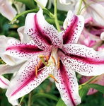 Lilium Dizzy Lilia 'Dizzy' 5SZT