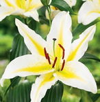 Lilium Bafferari Lilia 'Bafferari' 5SZT