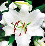 Lilium Casablanca Lilia 'Casablanca 5SZT