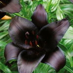 Lilium Nightrider Lilia 'Nightrider'5 SZT.