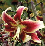 Lilium Scheherezade Lilia 'Scheherezade'  5SZT.