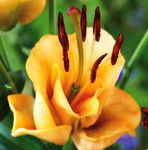 Lilium Apricot Fudge Lilia 'Apricot Fudge'