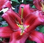 Lilium Miss Feya Lilia 'Miss Feya'