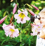 Lilium Eastern Moon Lilia 'Eastern Moon' 5 SZT.