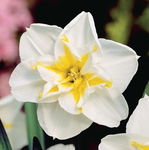 Narcissus Lemon Beauty Narcyz 'Lemon Beauty' 5SZT