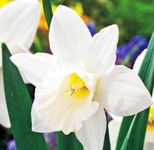 Narcissus Mount Hood Narcyz 'Mount Hood' 5SZT