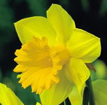 Narcissus Dutch Master Narcyz 'Dutch Master' 5SZT