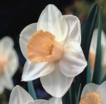 Narcissus Salome Narcyz 'Salome'5SZT