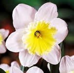 Narcissus Ice Follies Narcyz 'Ice Follies' 5SZT