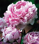 Paeonia Sarah Bernhardt Piwonia 'Sarah Bernhardt'