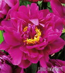 Paeonia Karl Rosenfield Piwonia 'Karl Rosenfield'