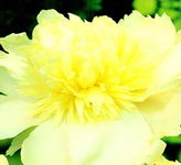 Paeonia Prima Vera Piwonia 'Prima Vera