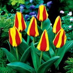 Tulipa First Love Tulipan 'First Love' 5SZT