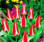 Tulipa Pinocchio Tulipan 'Pinocchio' 5SZT